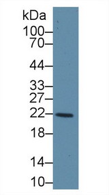 GSTK1 Antibody - Western Blot; Sample: Human Liver lysate; Primary Ab: 1µg/ml Rabbit Anti-Human GSTk1 Antibody Second Ab: 0.2µg/mL HRP-Linked Caprine Anti-Rabbit IgG Polyclonal Antibody