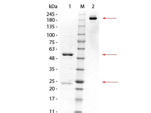 GSTK1 Antibody - SDS-PAGE of Mouse anti-GSTK1 Monoclonal Antibody. Lane 1: Reduced Mouse anti-GSTK1 Monoclonal Antibody. Lane 2: 3 µL OPAL Pre-stained Marker Lane 3: Non-reduced Mouse anti-GSTK1 Monoclonal Antibody. Load: 1 µg per lane. Predicted/Observed size: Non-reduced at 160 kDa/observed at 180-200 kDa; Reduced at 55, 25 kDa. Non-reduced migrates at slightly higher molecular weight.