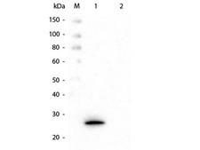 GSTK1 Antibody - Western Blot of Mouse anti-GSTK1 Monoclonal Antibody. Lane 1: Recombinant GSTK1 protein. Lane 2: GST. Load: 50 ng per lane. Primary antibody: Mouse anti-GSTK1 Monoclonal Antibody at 1:1,000 overnight at 4°C. Secondary antibody: HRP Mouse Secondary Antibody at 1:40,000 for 30 min at RT. Block: MB-070 for 30 min at RT. Predicted/Observed size: 27 kDa, 27 kDa for GSTK1.