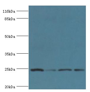 GSTK1 Antibody - Western blot. All lanes: Glutathione S-transferase kappa 1 antibody at 2 ug/ml. Lane 1: 293T whole cell lysate Lane 2: HeLa whole cell lysate Lane 3: A431 whole cell lysate Lane 4: COLO205 whole cell lysate. Secondary antibody: goat polyclonal to rabbit at 1:10000 dilution.  This image was taken for the unconjugated form of this product. Other forms have not been tested.