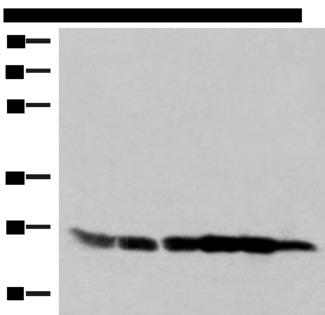 GSTK1 Antibody - Western blot analysis of 293T HepG2 K562 HT29 A549 and Raji cell lysates  using GSTK1 Polyclonal Antibody at dilution of 1:250