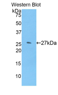 GSTM1 Antibody - Western blot of recombinant GSTM1 / MU.  This image was taken for the unconjugated form of this product. Other forms have not been tested.