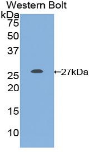 GSTM1 Antibody - Western blot of recombinant GSTM1 / MU.  This image was taken for the unconjugated form of this product. Other forms have not been tested.