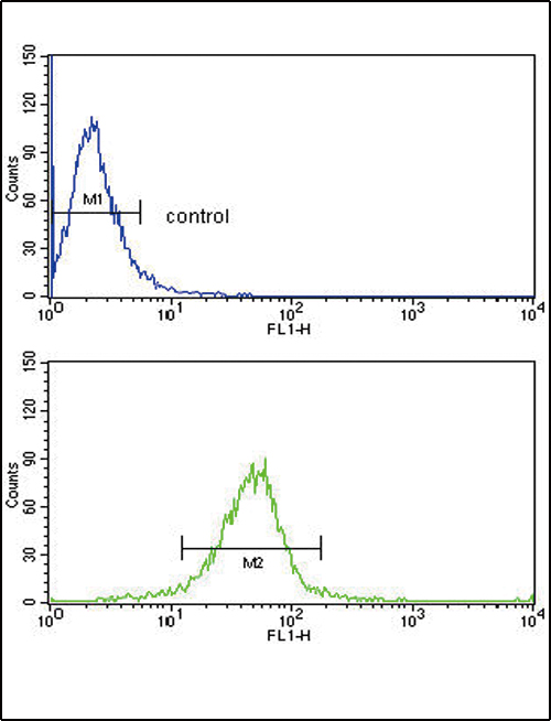 GSTM1 Antibody - GSTM1 Antibody flow cytometry of MDA-MB231 cells (bottom histogram) compared to a negative control cell (top histogram). FITC-conjugated goat-anti-rabbit secondary antibodies were used for the analysis.
