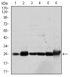 GSTM1 Antibody - Western blot using GSTM1 mouse monoclonal antibody against Cos7 (1), MCF-7 (2), Jurkat (3), HeLa (4), HL7702 (5) and HepG2 (6) cell lysate.