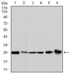 GSTM1 Antibody - Western blot using GSTM1 mouse monoclonal antibody against MCF-7 (1), PC-12 (2), Jurkat (3), HeLa (4), HL7702 (5) and HepG2 (6) cell lysate.