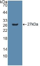 GSTM2 Antibody - Western Blot; Sample: Recombinant GSTm2, Human.
