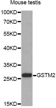 GSTM2 Antibody - Western blot analysis of extracts of mouse testis, using GSTM2 antibody at 1:1000 dilution. The secondary antibody used was an HRP Goat Anti-Rabbit IgG (H+L) at 1:10000 dilution. Lysates were loaded 25ug per lane and 3% nonfat dry milk in TBST was used for blocking.