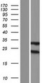 GSTM2 Protein - Western validation with an anti-DDK antibody * L: Control HEK293 lysate R: Over-expression lysate