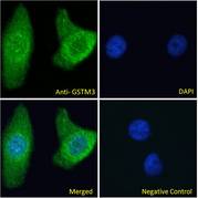 GSTM3 Antibody - GSTM3 antibody immunofluorescence analysis of paraformaldehyde fixed HeLa cells, permeabilized with 0.15% Triton. Primary incubation 1hr (10ug/ml) followed by Alexa Fluor 488 secondary antibody (2ug/ml), showing Mitochondria/cytoplasmic staining. The nuclear stain is DAPI (blue). Negative control: Unimmunized goat IgG (10ug/ml) followed by Alexa Fluor 488 secondary antibody (2ug/ml).