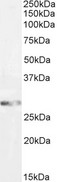 GSTM3 Antibody - Antibody (2µg/ml) staining of Mouse Brain lysate (35µg protein in RIPA buffer). Primary incubation was 1 hour. Detected by chemiluminescence.