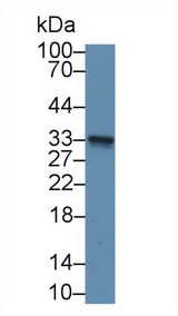 GSTM3 Antibody - Western Blot; Sample: Mouse Cerebellum lysate; Primary Ab: 2µg/mL Rabbit Anti-Human GSTm3 Antibody Second Ab: 0.2µg/mL HRP-Linked Caprine Anti-Rabbit IgG Polyclonal Antibody