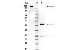 GSTM3 Antibody - SDS-PAGE of Mouse anti-GSTM3 Monoclonal Antibody. Lane 1: Non-reduced Mouse anti-GSTM3 Monoclonal Antibody. Lane 2: 3 µL OPAL Pre-stained Marker Lane 3: Reduced Mouse anti-GSTM3 Monoclonal Antibody. Load: 1 µg per lane. Predicted/Observed size: Non-reduced at 160 kDa/observed at 180-200 kDa; Reduced at 55, 25 kDa. Non-reduced migrates at slightly higher molecular weight.