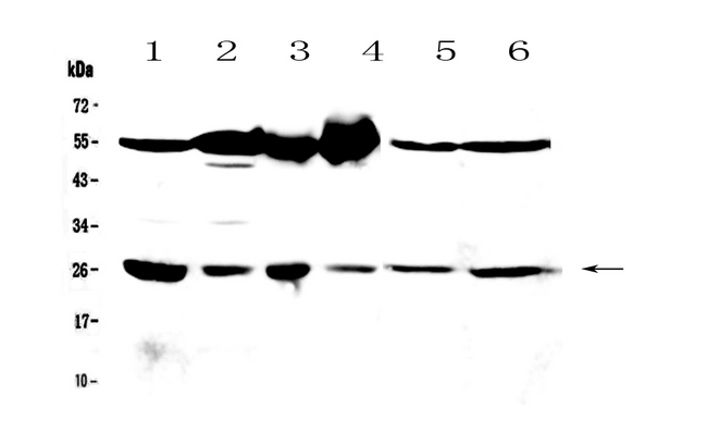 GSTM3 Antibody - Western blot - Anti-GSTM3 Picoband antibody