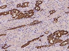 GSTM3 Antibody - Immunochemical staining of human GSTM3 in human kidney with rabbit polyclonal antibody at 1:500 dilution, formalin-fixed paraffin embedded sections.