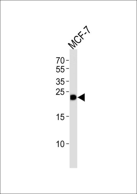 GSTM4-4 / GSTM4 Antibody - Western blot of lysate from MCF-7 cell line with GSTM4 Antibody. Antibody was diluted at 1:1000. A goat anti-rabbit IgG H&L (HRP) at 1:5000 dilution was used as the secondary antibody. Lysate at 35 ug.