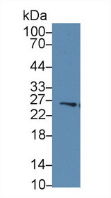 GSTM4-4 / GSTM4 Antibody - Western Blot; Sample: Human Liver lysate; Primary Ab: 2µg/ml Rabbit Anti-Human GSTm4 Antibody Second Ab: 0.2µg/mL HRP-Linked Caprine Anti-Rabbit IgG Polyclonal Antibody