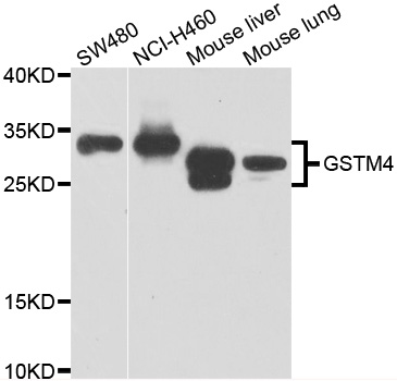 GSTM4-4 / GSTM4 Antibody - Western blot analysis of extracts of various cell lines.