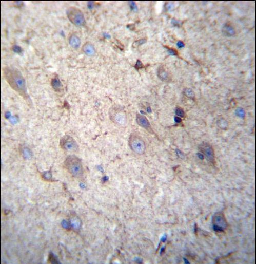 GSTM5-5 / GSTM5 Antibody - GSTM5 Antibody immunohistochemistry of formalin-fixed and paraffin-embedded human brain tissue followed by peroxidase-conjugated secondary antibody and DAB staining.