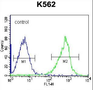 GSTM5-5 / GSTM5 Antibody - GSTM5 Antibody flow cytometry of K562 cells (right histogram) compared to a negative control cell (left histogram). FITC-conjugated goat-anti-rabbit secondary antibodies were used for the analysis.