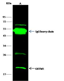GSTM5-5 / GSTM5 Antibody - GSTM5 was immunoprecipitated using: Lane A: 0.5 mg K562 Whole Cell Lysate. 0.5 uL anti-GSTM5 rabbit polyclonal antibody and 15 ul of 50% Protein G agarose. Primary antibody: Anti-GSTM5 rabbit polyclonal antibody, at 1:500 dilution. Secondary antibody: Dylight 800-labeled antibody to rabbit IgG (H+L), at 1:5000 dilution. Developed using the odssey technique. Performed under reducing conditions. Predicted band size: 26 kDa. Observed band size: 20 kDa.