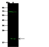 GSTM5-5 / GSTM5 Antibody - Anti-GSTM5 rabbit polyclonal antibody at 1:500 dilution. Lane A: K562 Whole Cell Lysate. Lysates/proteins at 30 ug per lane. Secondary: Goat Anti-Rabbit IgG H&L (Dylight 800) at 1/10000 dilution. Developed using the Odyssey technique. Performed under reducing conditions. Predicted band size: 26 kDa. Observed band size: 20 kDa. (We are unsure as to the identity of these extra bands.)