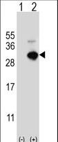 GSTO1 Antibody - Western blot of GSTO1 (arrow) using rabbit polyclonal GSTO1 Antibody. 293 cell lysates (2 ug/lane) either nontransfected (Lane 1) or transiently transfected (Lane 2) with the GSTO1 gene.