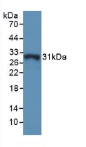GSTO1 Antibody - Western Blot; .Sample: Recombinant GSTo1, Mouse.