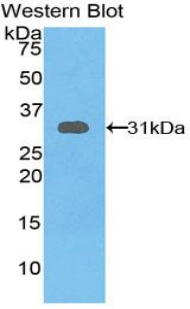 GSTO1 Antibody - Western blot of recombinant GSTO1.  This image was taken for the unconjugated form of this product. Other forms have not been tested.