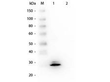 GSTO1 Antibody - Western Blot of Mouse anti-GSTO1 Monoclonal Antibody. Lane 1: Recombinant GSTO1 protein. Lane 2: GST. Load: 50 ng per lane. Primary antibody: Mouse anti-GSTO1 Monoclonal Antibody at 1:1,000 overnight at 4°C. Secondary antibody: HRP Mouse Secondary Antibody at 1:40,000 for 30 min at RT. Block: MB-070 for 30 min at RT. Predicted/Observed size: 27 kDa, 27 kDa for GSTO1.
