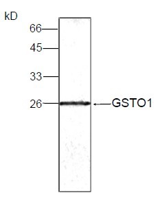 GSTO1 Antibody