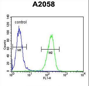 GSTO2 Antibody - GSTO2 Antibody flow cytometry of A2058 cells (right histogram) compared to a negative control cell (left histogram). FITC-conjugated goat-anti-rabbit secondary antibodies were used for the analysis.