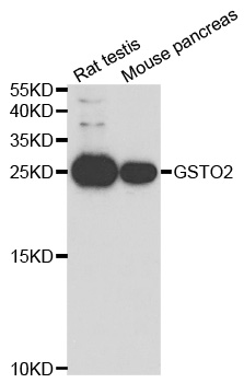 GSTO2 Antibody - Western blot analysis of extracts of various cell lines.
