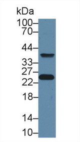GSTP1 / GST Pi Antibody - Western Blot; Sample: Human MCF7 cell lysate; Primary Ab: 1µg/ml Rabbit Anti-Human GSTp Antibody Second Ab: 0.2µg/mL HRP-Linked Caprine Anti-Rabbit IgG Polyclonal Antibody (Catalog: SAA544Rb19
