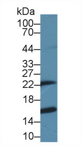 GSTP1 / GST Pi Antibody - Western Blot; Sample: Mouse Cerebrum lysate;  Primary Ab: 3µg/ml Rabbit Anti-Rat GSTp Antibody Second Ab: 0.2µg/mL HRP-Linked Caprine Anti-Rabbit IgG Polyclonal Antibody (Catalog: SAA544Rb19