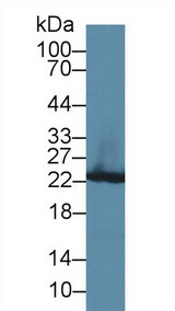 GSTP1 / GST Pi Antibody - Western Blot; Sample: Rat Liver lysate; Primary Ab: 3µg/ml Rabbit Anti-Rat GSTp Antibody Second Ab: 0.2µg/mL HRP-Linked Caprine Anti-Rabbit IgG Polyclonal Antibody