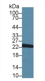 GSTP1 / GST Pi Antibody - Western Blot; Sample: Rat Cerebrum lysate; Primary Ab: 3µg/ml Rabbit Anti-Rat GSTp Antibody Second Ab: 0.2µg/mL HRP-Linked Caprine Anti-Rabbit IgG Polyclonal Antibody (Catalog: SAA544Rb19