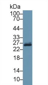 GSTP1 / GST Pi Antibody - Western Blot; Sample: Bovine Liver lysate; Primary Ab: 1µg/ml Rabbit Anti-Bovine GSTp Antibody Second Ab: 0.2µg/mL HRP-Linked Caprine Anti-Rabbit IgG Polyclonal Antibody