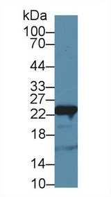 GSTP1 / GST Pi Antibody - Western Blot; Sample: Mouse Liver lysate;  Primary Ab: 3µg/ml Rabbit Anti-Rat GSTp Antibody Second Ab: 0.2µg/mL HRP-Linked Caprine Anti-Rabbit IgG Polyclonal Antibody (Catalog: SAA544Rb19