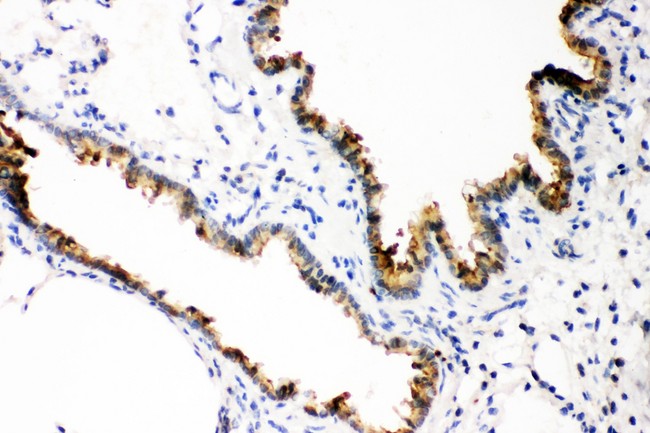 GSTP1 / GST Pi Antibody - GST3/GST pi antibody IHC-paraffin: Rat Lung Tissue.