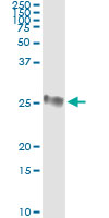 GSTP1 / GST Pi Antibody - Immunoprecipitation of GSTP1 transfected lysate using anti-GSTP1 monoclonal antibody and Protein A Magnetic Bead, and immunoblotted with GSTP1 rabbit polyclonal antibody.