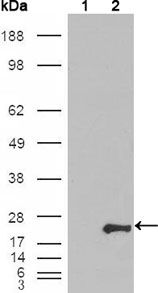 GSTP1 / GST Pi Antibody - GSTP1 Antibody in Western Blot (WB)