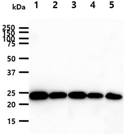 GSTP1 / GST Pi Antibody - The cell lysates (40ug) were resolved by SDS-PAGE, transferred to PVDF membrane and probed with anti-human GSTP1 antibody (1:1000). Proteins were visualized using a goat anti-mouse secondary antibody conjugated to HRP and an ECL detection system. Lane 1.: K562 cell lysate Lane 2.: Jurkat cell lysate Lane 3.: HeLa cell lysate Lane 4.: 293T cell lysate Lane 5.: A549 cell lysate