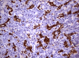 GSTP1 / GST Pi Antibody - IHC of paraffin-embedded Human pancreas tissue using anti-GSTP1 mouse monoclonal antibody. (Heat-induced epitope retrieval by 10mM citric buffer, pH6.0, 120°C for 3min).