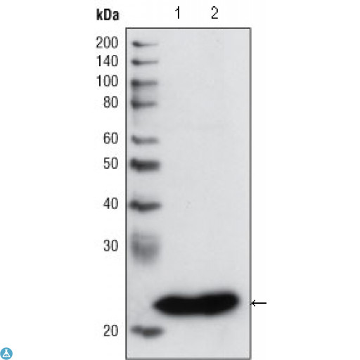 GSTP1 / GST Pi Antibody - Western Blot (WB) analysis using GSTP1 Monoclonal Antibody against PC3 cell lysate (1) and human cerebellum tissue lysate (2).