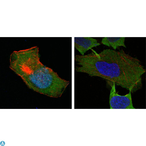 GSTP1 / GST Pi Antibody - Confocal Immunofluorescence (IF) analysis of HepG2 (left) and L-02 (right) cells using GSTP1 Monoclonal Antibody (green). Red: Actin filaments have been labeled with DY-554 phalloidin. Blue: DRAQ5 fluorescent DNA dye.