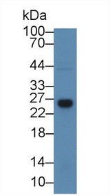 GSTT1 Antibody - Western Blot; Sample: Rat Liver lysate; Primary Ab: 3µg/ml Rabbit Anti-Rat GSTt1 Antibody Second Ab: 0.2µg/mL HRP-Linked Caprine Anti-Rabbit IgG Polyclonal Antibody