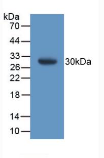 GSTT1 Antibody - Western Blot; Sample: Recombinant GSTt1, Mouse.