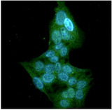 GSTT1 Antibody - ICC/IF analysis of GSTT1 in HepG2 cells line, stained with DAPI (Blue) for nucleus staining and monoclonal anti-human GSTT1 antibody (1:100) with goat anti-mouse IgG-Alexa fluor 488 conjugate (Green).