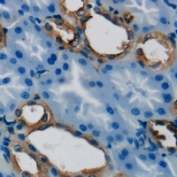 GSTT1 Antibody - Immunohistochemical analysis of GSTT1 staining in human kidney formalin fixed paraffin embedded tissue section. The section was pre-treated using heat mediated antigen retrieval with sodium citrate buffer (pH 6.0). The section was then incubated with the antibody at room temperature and detected using an HRP conjugated compact polymer system. DAB was used as the chromogen. The section was then counterstained with hematoxylin and mounted with DPX.